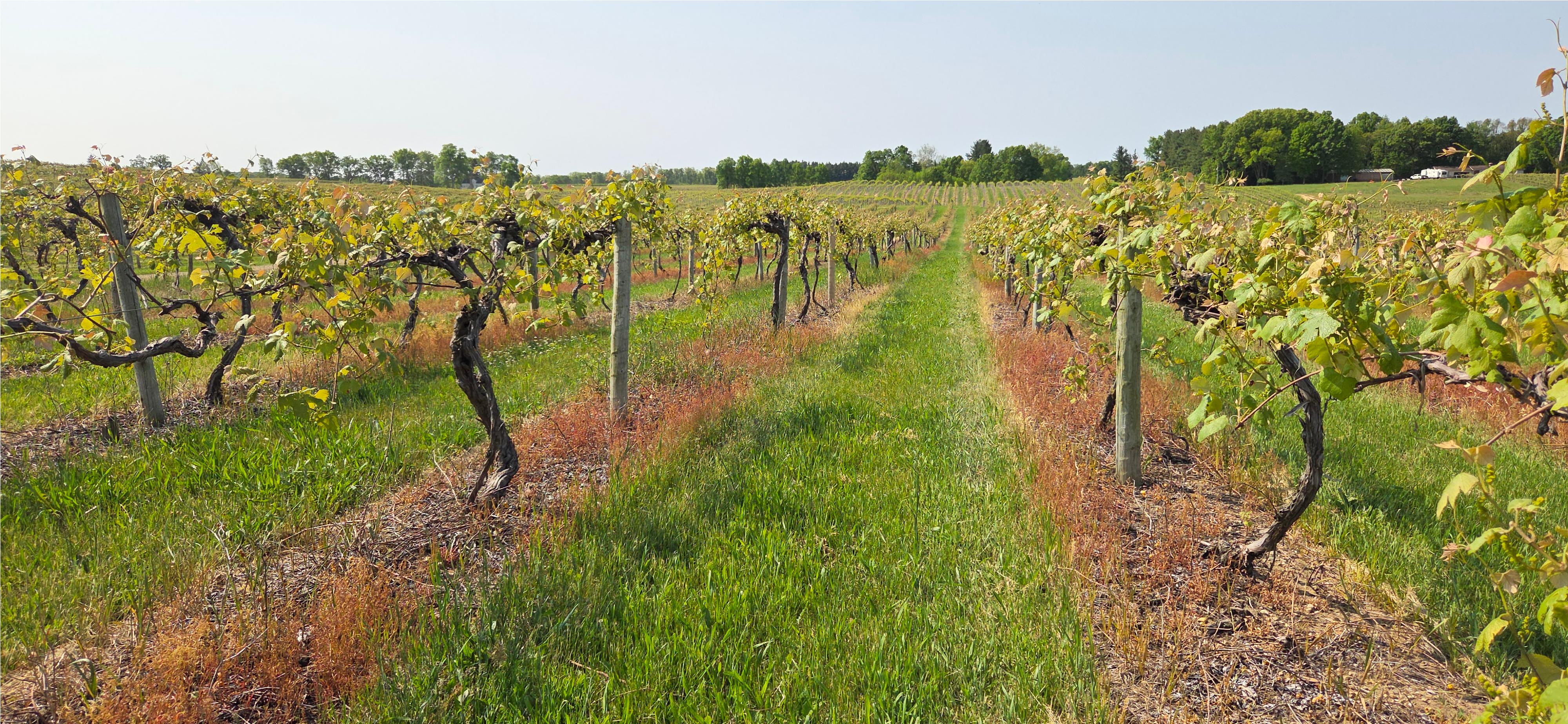 Brianna hardy white grape.